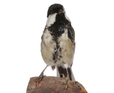 Parus major minor