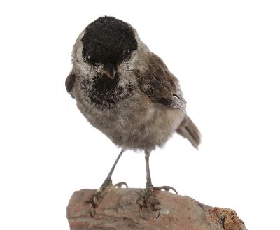 Parus palustris Linnaeus, 1758