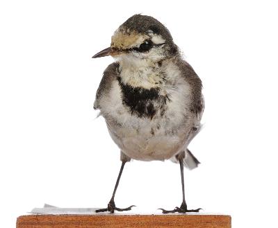 Motacilla alba Linnaeus, 1758