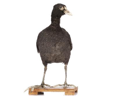 Fulica atra Linnaeus, 1758