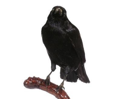 Corvus frugilegus Linnaeus, 1758