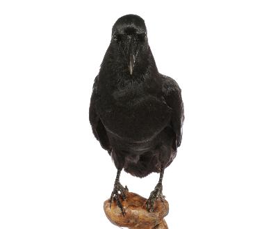 Corvus macrorhynchos Wagler, 1827