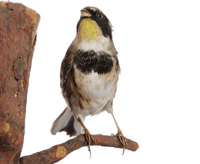 Emberiza elegans Temminck, 1836