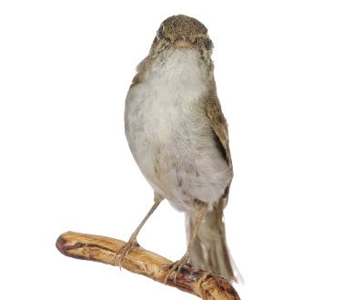 Phylloscopus coronatus (Temminck & Schlegel, 1847)