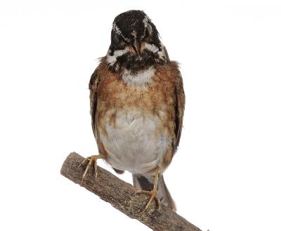 Emberiza tristrami Swinhoe, 1870