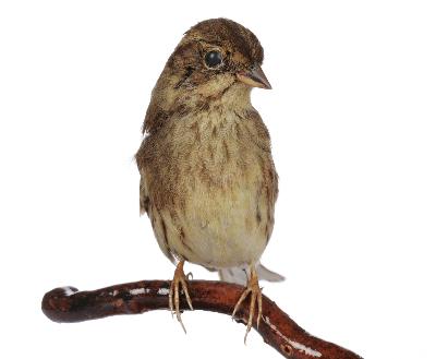 Emberiza spodocephala Pallas, 1776