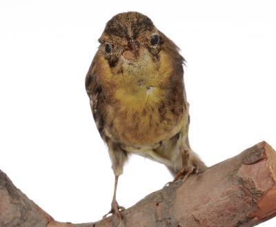 Emberiza aureola Pallas, 1773