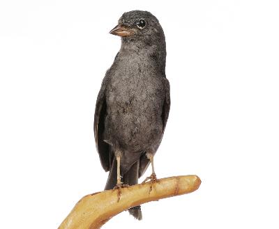 Emberiza variabilis Temminck, 1836