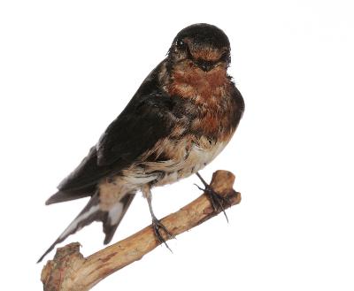 Hirundo rustica Linnaeus, 1758