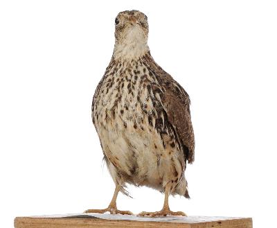 Coturnix japonica Temminck & Schlegel, 1849