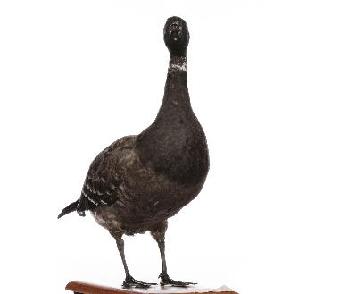 Branta bernicla (Linnaeus, 1758)