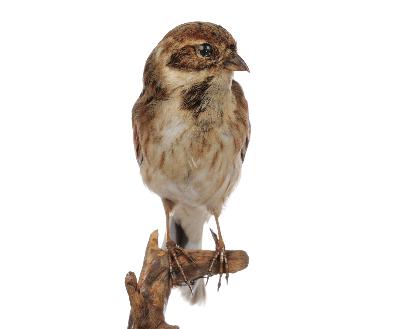 Emberiza schoeniclus (Linnaeus, 1758)