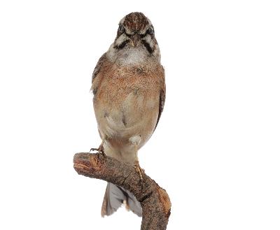 Emberiza cioides Brandt, 1843