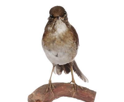 Turdus pallidus Gmelin, 1789