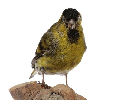 Carduelis spinus (Linnaeus, 1758)