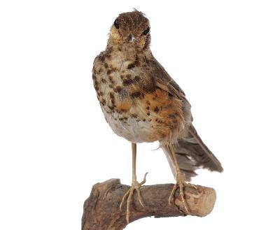 Turdus hortulorum Sclater, 1863