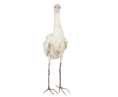 Bubulcus ibis (Linnaeus, 1758)