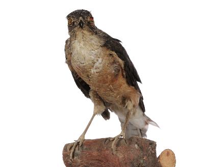 Accipiter soloensis (Horsfield, 1822)