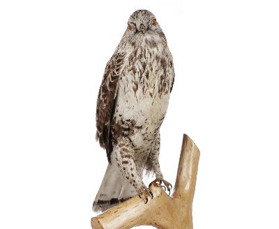 Buteo lagopus (Pontoppidan, 1763)