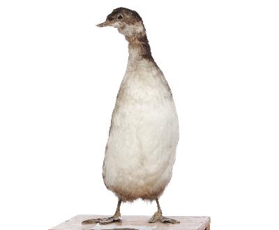 Podiceps nigricollis C.L.Brehm, 1831