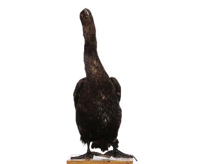 Phalacrocorax pelagicus Pallas, 1811