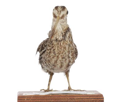 Gallinago gallinago (Linnaeus, 1758)