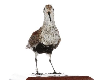 Calidris alpina (Linnaeus, 1758)