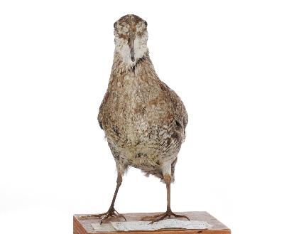 Gallinago solitaria Hodgson, 1831