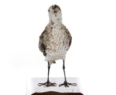 Calidris tenuirostris (Horsfield, 1821)