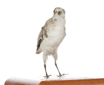 Calidris alba (Pallas, 1764)