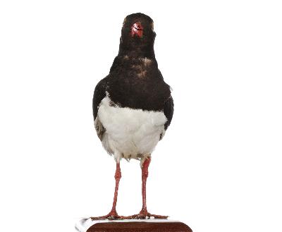 Haematopus ostralegus Linnaeus, 1758