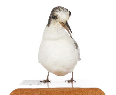 Sterna hirundo Linnaeus, 1758