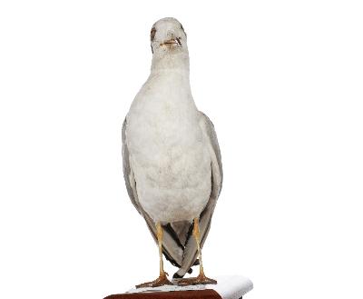 Larus ridibundus Linnaeus, 1766