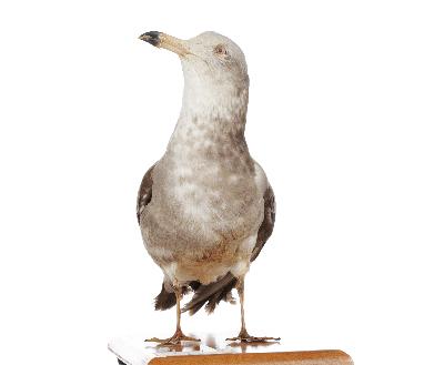 Larus canus Linnaeus, 1758