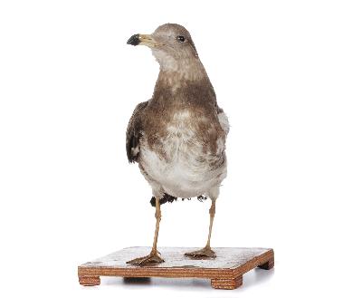 Larus crassirostris Vieillot, 1818