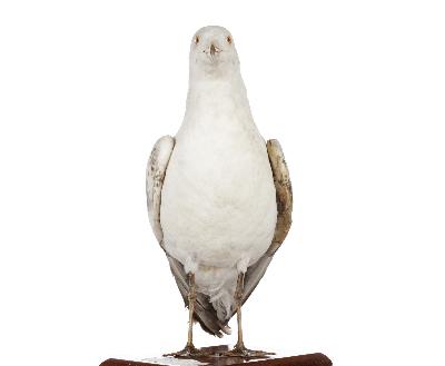 Larus argentatus Pontoppidan, 1763