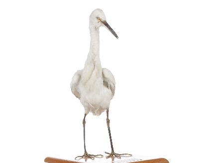 Egretta garzetta (Linnaeus, 1766)