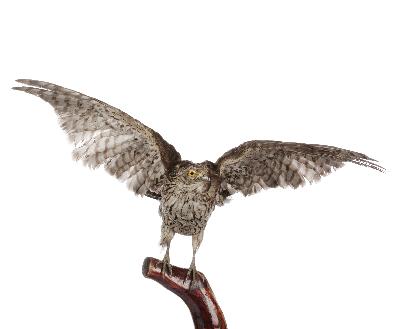 Accipiter gentilis (Linnaeus, 1758)