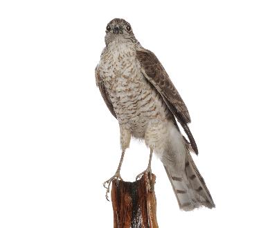 Accipiter nisus (Linnaeus, 1758)