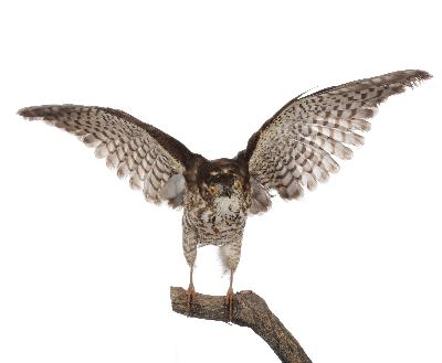 Accipiter gularis (Temminck and Schlegel, 1844)