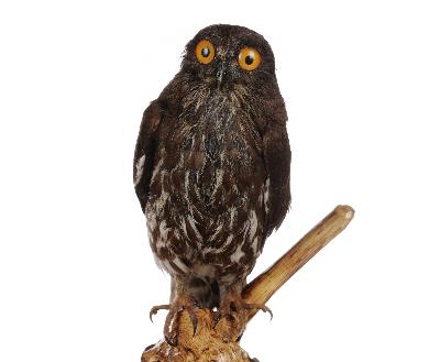 Ninox scutulata (Raffles, 1822)