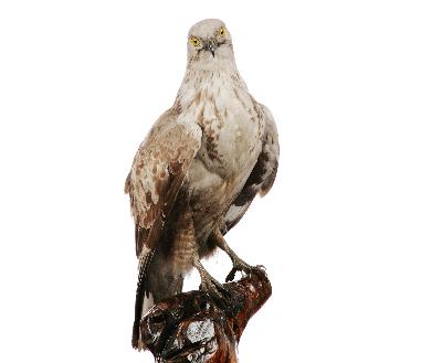 Buteo hemilasius Temminck & Schlegel, 1844