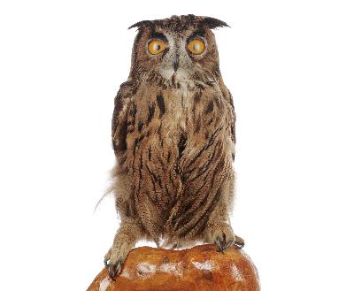 Bubo bubo (Linnaeus, 1758)