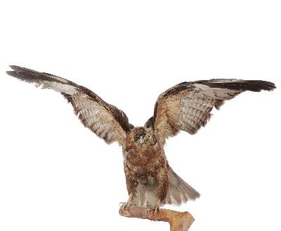 Buteo buteo (Linnaeus, 1758)