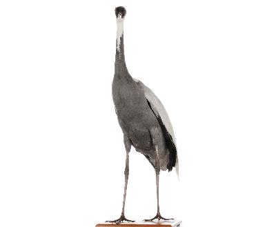 Grus vipio Pallas, 1811