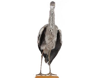 Ardea cinerea Linnaeus, 1758