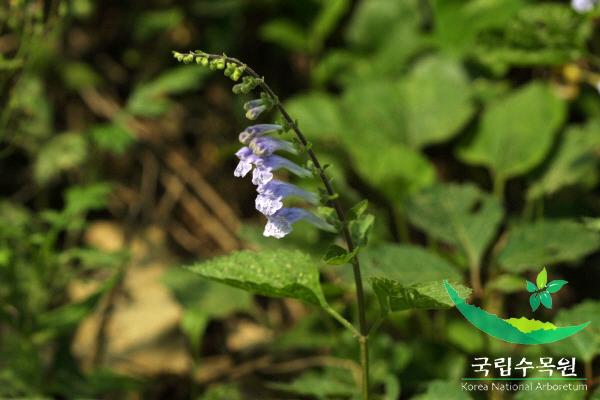 산골무꽃