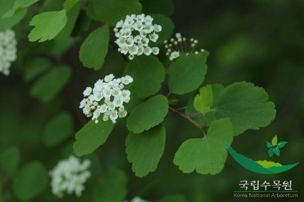 산국수나무