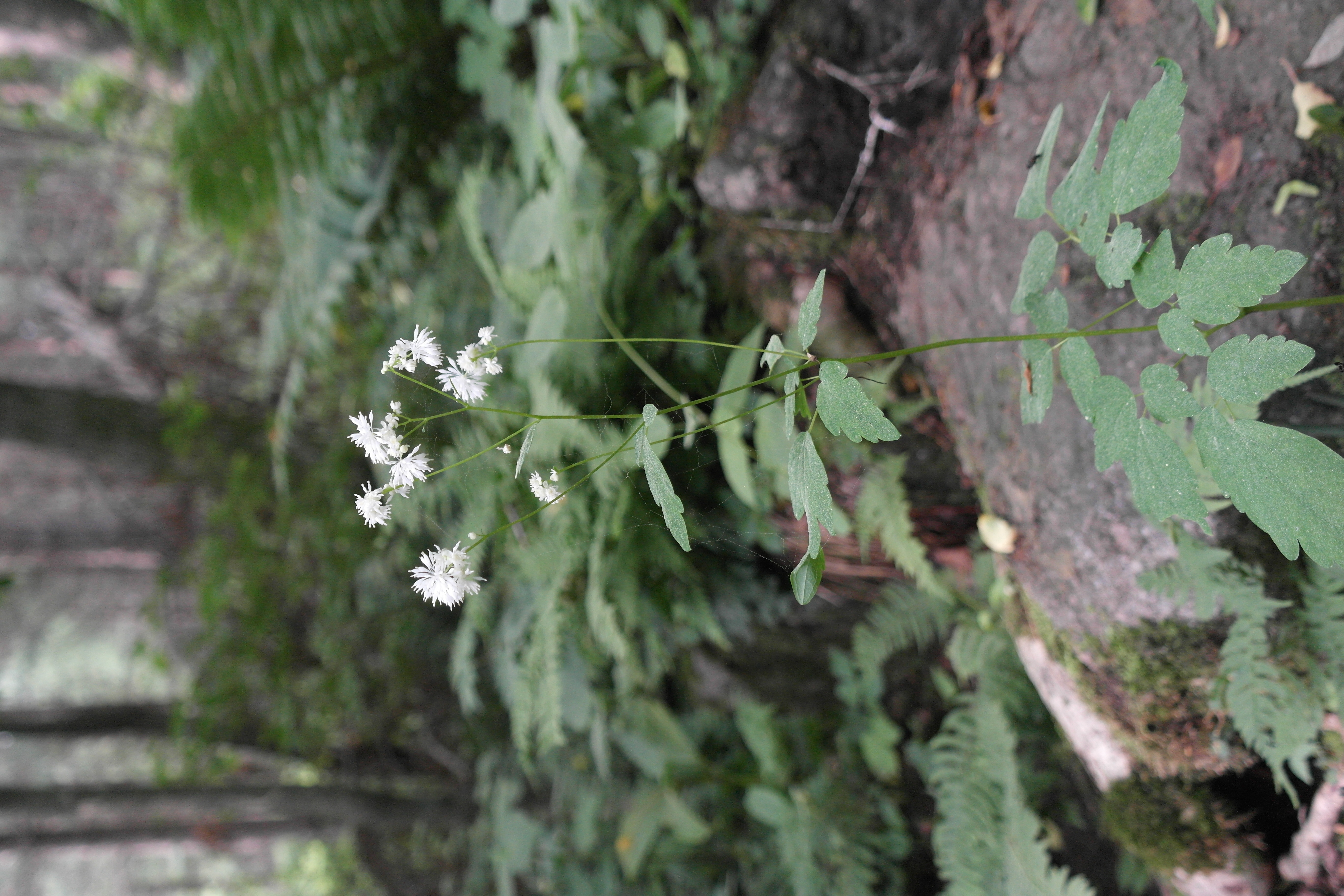 산꿩의다리