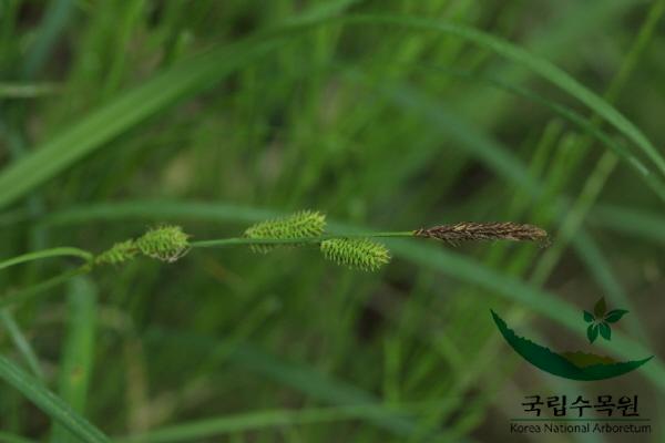 산뚝사초